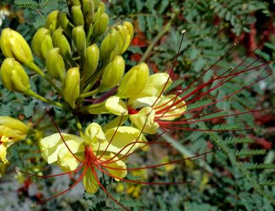 درخت ابریشم مصری، Bird of paradise، گل آذين خوشه ايی افراشته به طول 13 تا 15 سانتي متر، گلبرگ های بزرگ زرد و پرچم های قرمز رنگ به طول 7 تا 13 سانتی متر كه ميله آن از جام گل خارج می شود. بساك پهن و دارای دو خامه ی نازك قرمز رنگ است.
